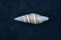 藏品(黑筆螺)的圖片